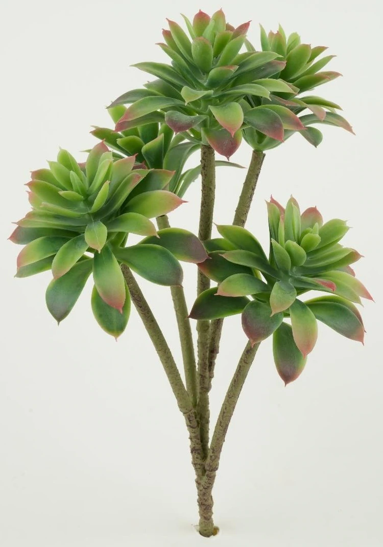Succulent Sedum Palmeri Stick x 5
